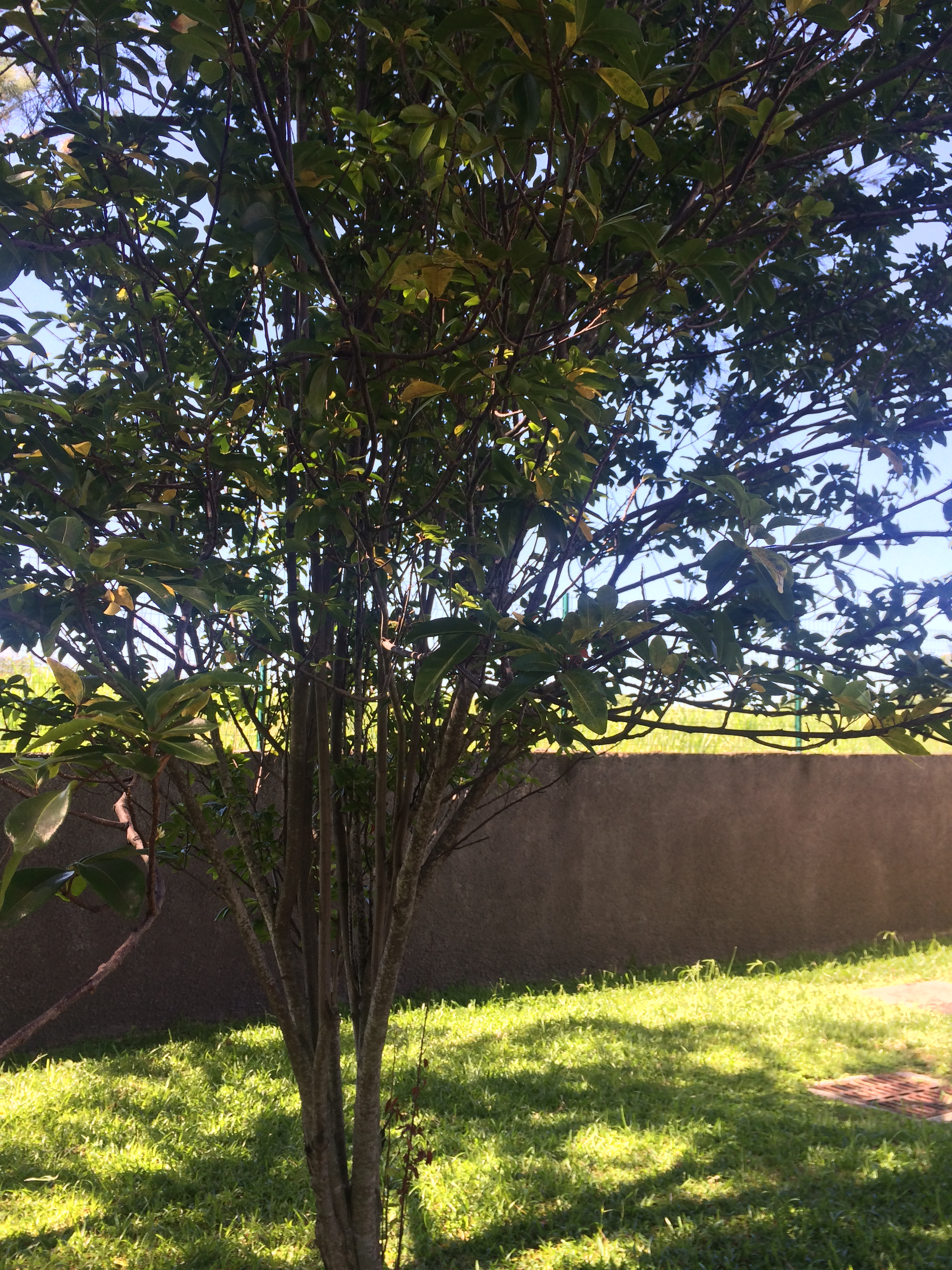 Prémices d’un projet Collège de Cambuston